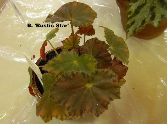 B. ‘Rustic Star’